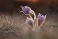 Spring flower Pasqueflower- Pulsatilla grandis at sunet time Royalty Free Stock Photo