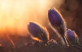 Spring flower Pasqueflower- Pulsatilla grandis at sunset Royalty Free Stock Photo