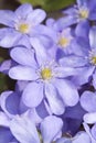 Spring flower - pennywort