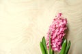 Spring flower pink hyacinth on not painted plywood