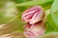 Spring flower - Pink tulip with reflection Royalty Free Stock Photo