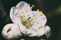 Spring flower plum blossom