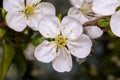 Spring flower plum blossom