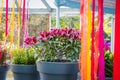 Spring flower pots in the greenhouse Royalty Free Stock Photo