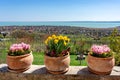 Spring flower pots with the landscape of Csopak and the Lake Balaton Royalty Free Stock Photo