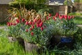 Spring flower pots in Woodstock, UK Royalty Free Stock Photo