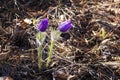 Spring flower Pulsatilla, group of purple flowers with sun shine , on background sunset or dawn. First violet spring flowers. Royalty Free Stock Photo