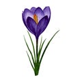 Spring flower purple crocus. Hand painted watercolor floral illustration isolated on white background. Design element for label, Royalty Free Stock Photo