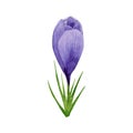 Spring flower purple crocus. Hand painted watercolor floral illustration isolated on white background. Design element for label, Royalty Free Stock Photo