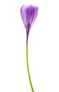 Spring flower purple crocus Royalty Free Stock Photo