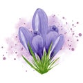 Spring flower purple crocus with pink watercolor splashes background. Hand painted watercolor floral illustration. Design element Royalty Free Stock Photo