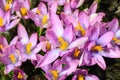 Spring Flower purple Crocus Royalty Free Stock Photo