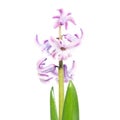 Spring flower purple hyacinth Royalty Free Stock Photo