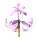 Spring flower purple hyacinth Royalty Free Stock Photo