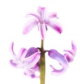 Spring flower purple hyacinth Royalty Free Stock Photo