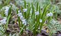 Spring flower Puschkinia