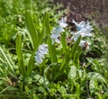 Spring flower Puschkinia