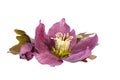 Spring flower of red helleborus isolated on white background. Royalty Free Stock Photo