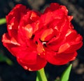 Spring flower red tulip flowering in garden on a flower bed Royalty Free Stock Photo