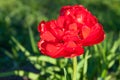 Spring flower red tulip flowering in garden Royalty Free Stock Photo