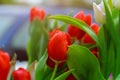 Spring flower with red tulip flowers