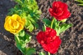 Spring flower red and yellow tulip flowering in garden on a flow Royalty Free Stock Photo