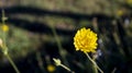 Spring Flower and Resurgent Nature. Yellow Spring Flower in Spring. High Quality Photo Royalty Free Stock Photo