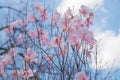 Spring flower Sakura, beautiful cherry blossom over the blue sky Royalty Free Stock Photo