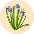 Spring flower Scilla or blue copse. The logo.