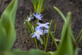 Spring flower Scilla luciliae in the garden