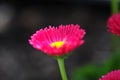 Spring Flower Series - Hot Pink with Yellow Center Daisies - Asteraceae - Daisy Fleabane - Erigeron speciosus Asteraceae Family