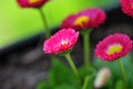 Spring Flower Series - Hot Pink with Yellow Center Daisies - Asteraceae - Daisy Fleabane - Erigeron speciosus Asteraceae Family Royalty Free Stock Photo