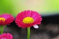 Spring Flower Series - Hot Pink with Yellow Center Daisies - Asteraceae - Daisy Fleabane - Erigeron speciosus Asteraceae Family Royalty Free Stock Photo