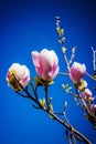 Spring Flower single Magnolia Royalty Free Stock Photo