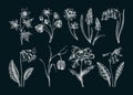 Spring flower sketches. Hand-drawn botanical set with wildflowers. Cowslip, bluebell, grape hyacinth, hellebore, fritillary,