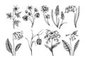 Spring flower sketches. Hand-drawn botanical set with wildflowers. Cowslip, bluebell, grape hyacinth, hellebore, fritillary,