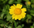 Corn Marigold - Coleostephus myconis. Asteraceae