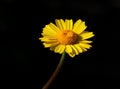 Corn Marigold - Coleostephus myconis. Asteraceae