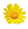 Corn Marigold - Coleostephus myconis. Asteraceae. White mask, cutting path. Royalty Free Stock Photo