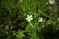 Spring flower