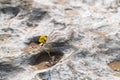 Spring flower surviving on the rock