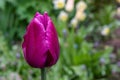 Beautiful tulip close-up, spring flowers tulips blossom in the garden, purple tulips. Royalty Free Stock Photo