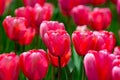 Spring flower in tulip field. Colorful vivid tulips in the park. Tulip flowers background. Beautiful flower red tulips Royalty Free Stock Photo