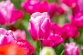 Spring flower in tulip field. Colorful vivid tulips in the park. Tulip flowers background. Beautiful flower red tulips Royalty Free Stock Photo