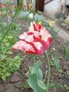 Spring flower, tulip. Primrose. Royalty Free Stock Photo
