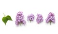 Spring flower, twig purple lilac with leaf. Royalty Free Stock Photo