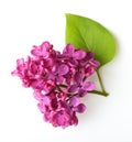 Spring flower, twig purple lilac with leaf. Royalty Free Stock Photo