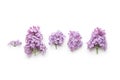 Spring flower, twig purple lilac Royalty Free Stock Photo