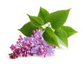 Spring flower twig purple lilac