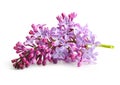Spring flower twig purple lilac